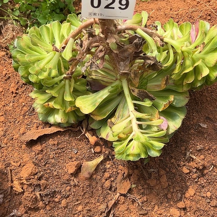 精品多肉植物029知否