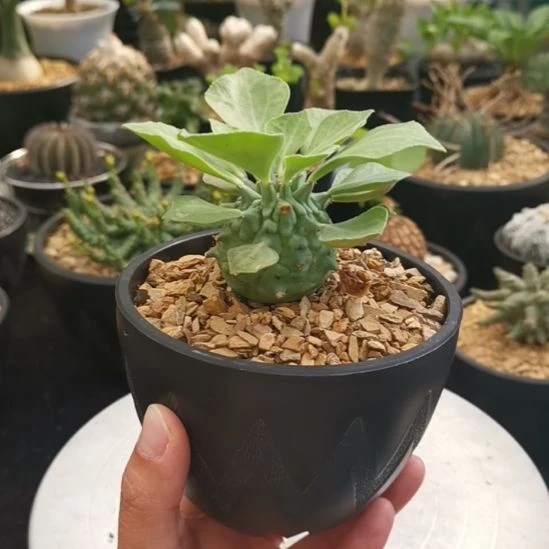 塔松 大戟 一物一拍