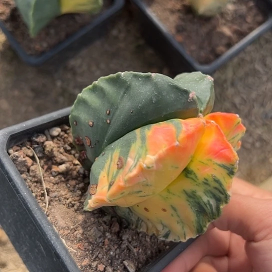 离**居实生鸾锦4566677