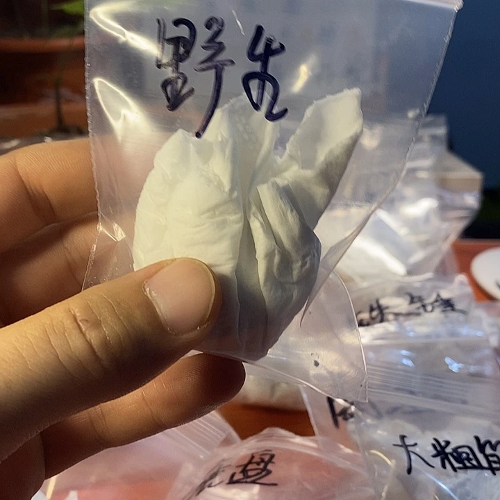 野生文玩核桃发芽福利
