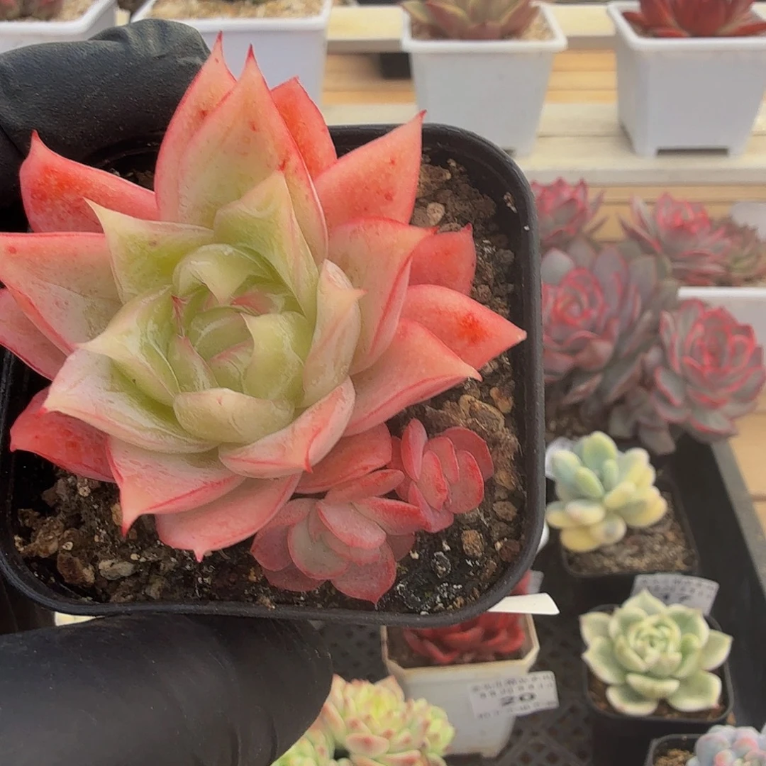 1111-25冰心单头a