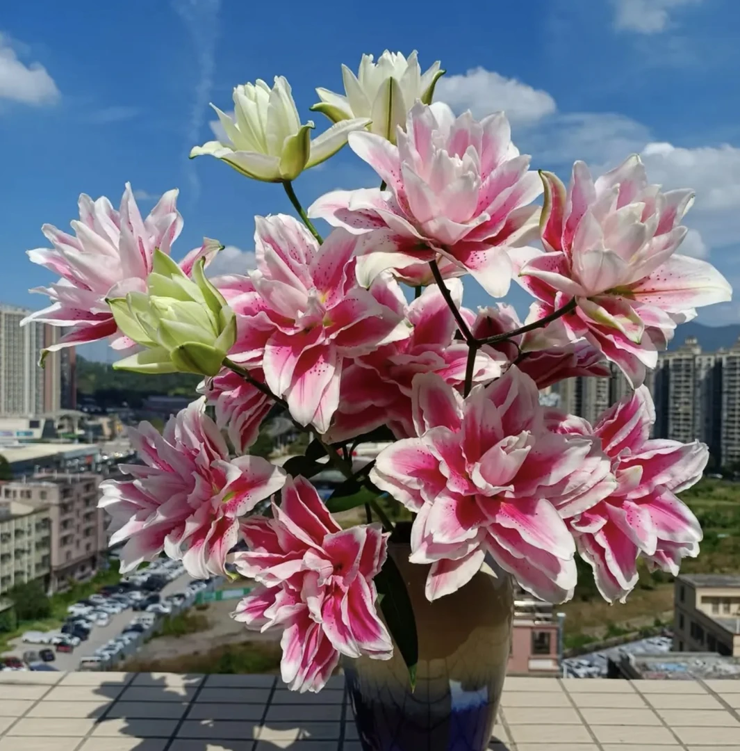 达人火星之恋重瓣稀有香水百合新鲜百合花东北基地书呢包邮