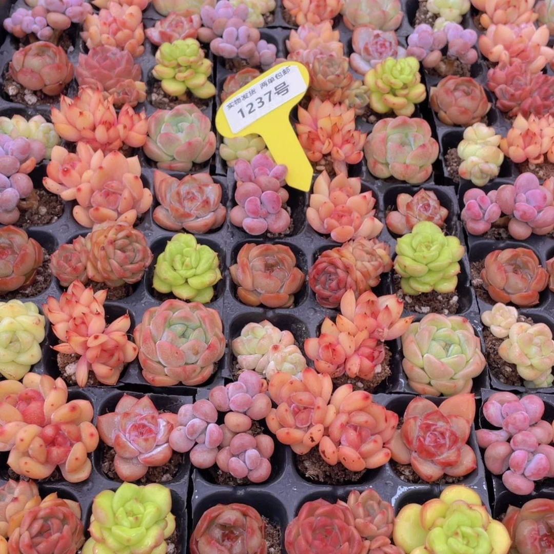 1237号 精控七彩小可爱组合9个