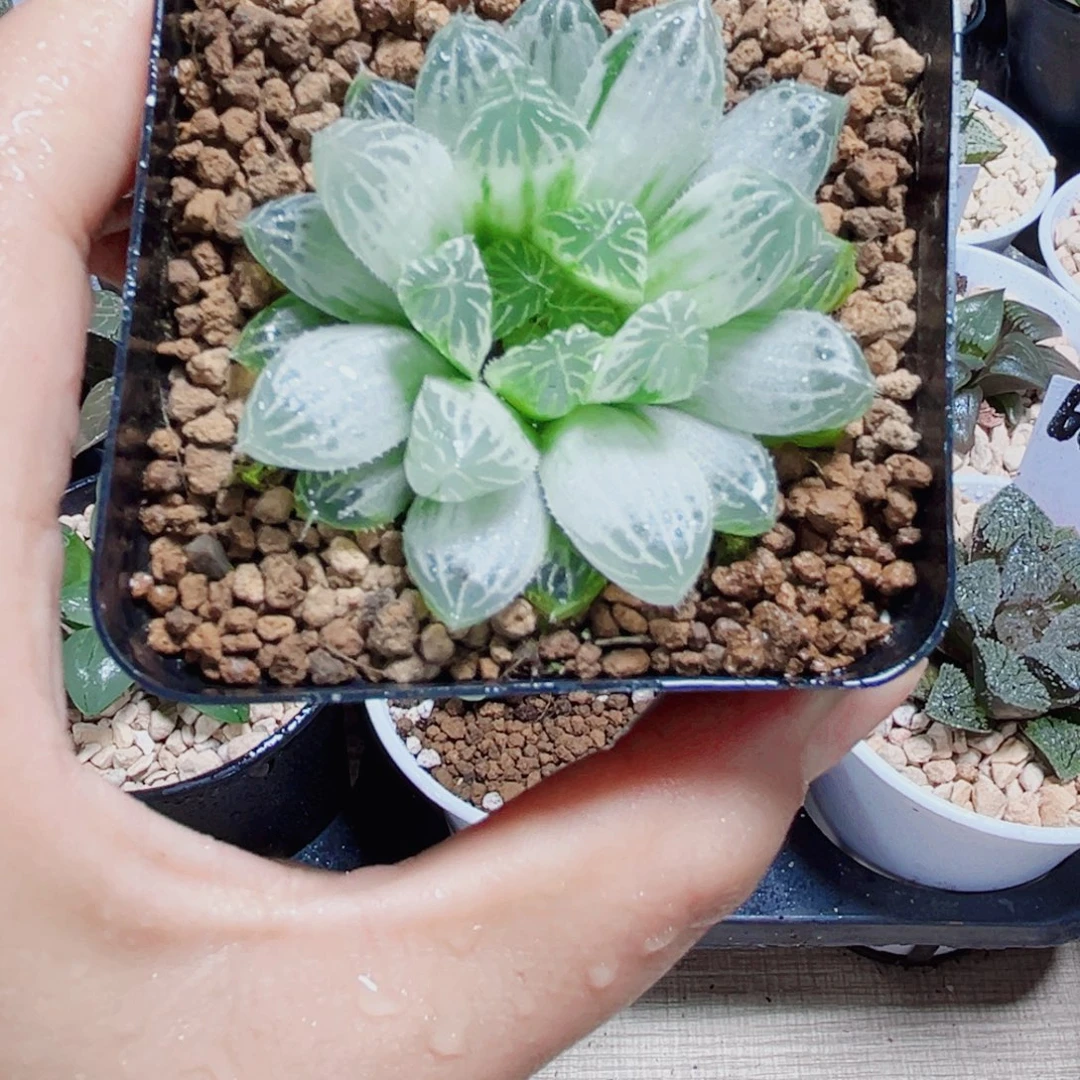 白斑玉露的植物6666