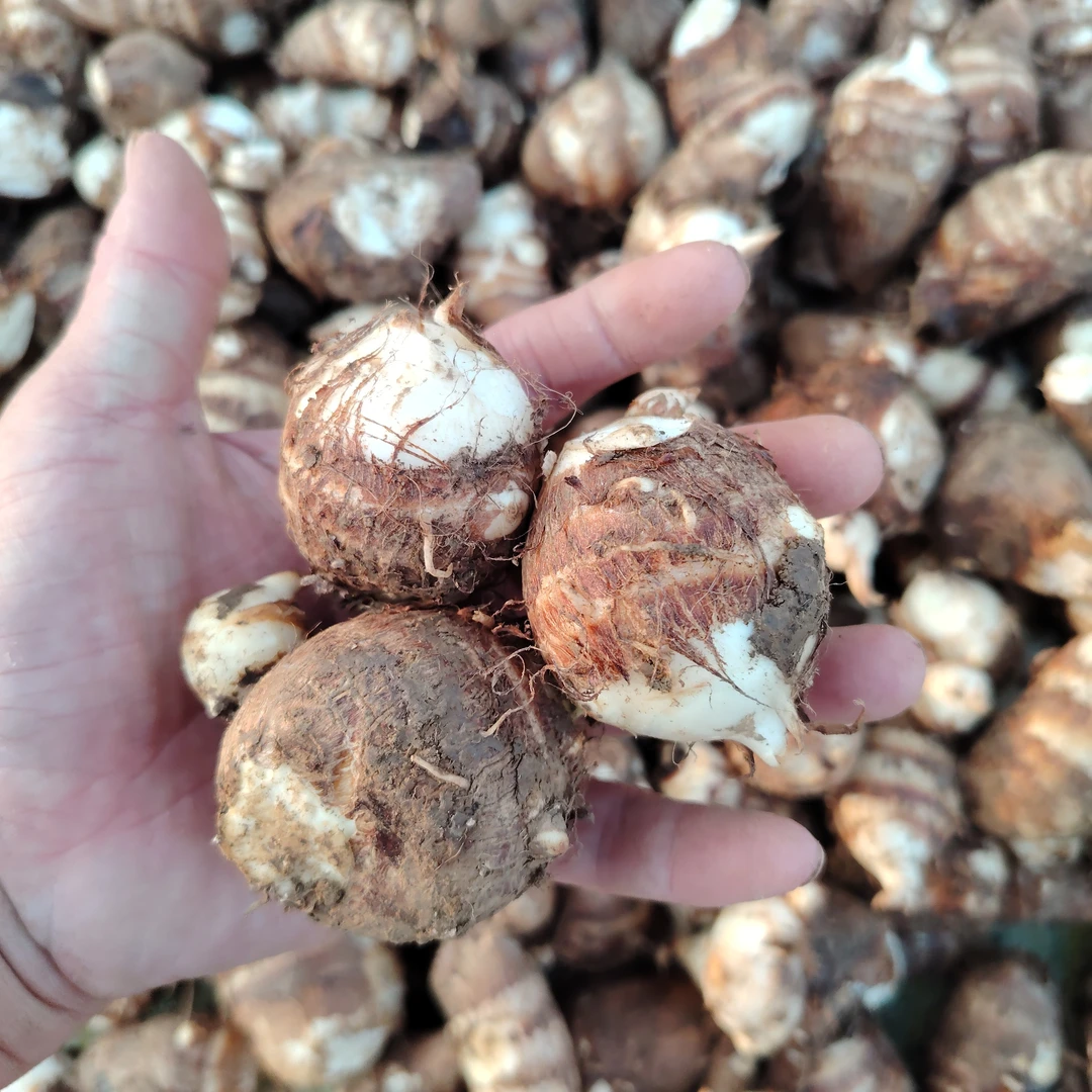 湖北农家现挖带泥新鲜本地小芋头粉芋头煲汤煨汤特产小土毛芋包邮