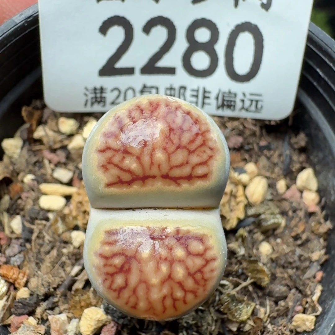 带盆土。   菊。