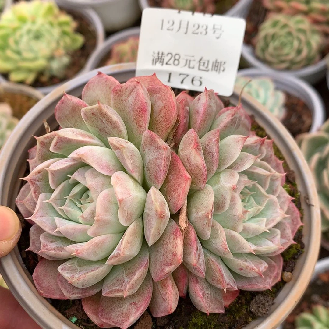 【闪购商品】云176