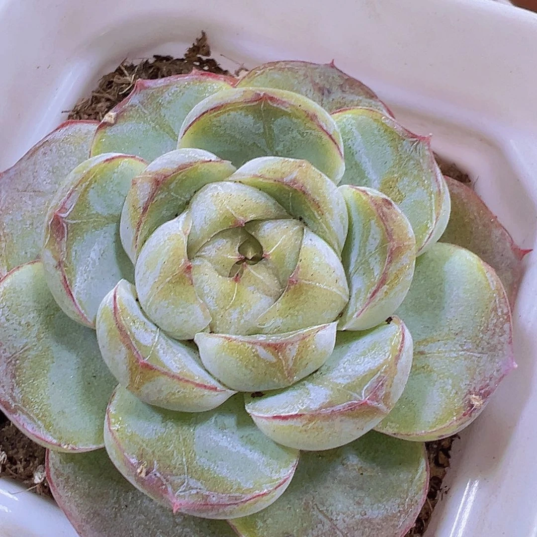 单头胖虎19包邮多肉植物