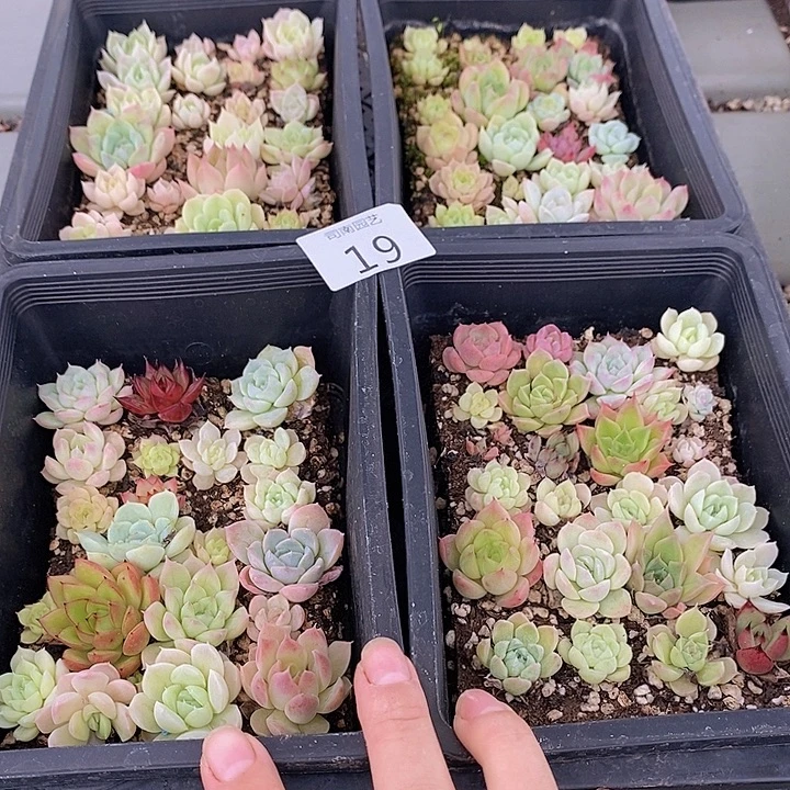 19 多肉植物盆栽花卉