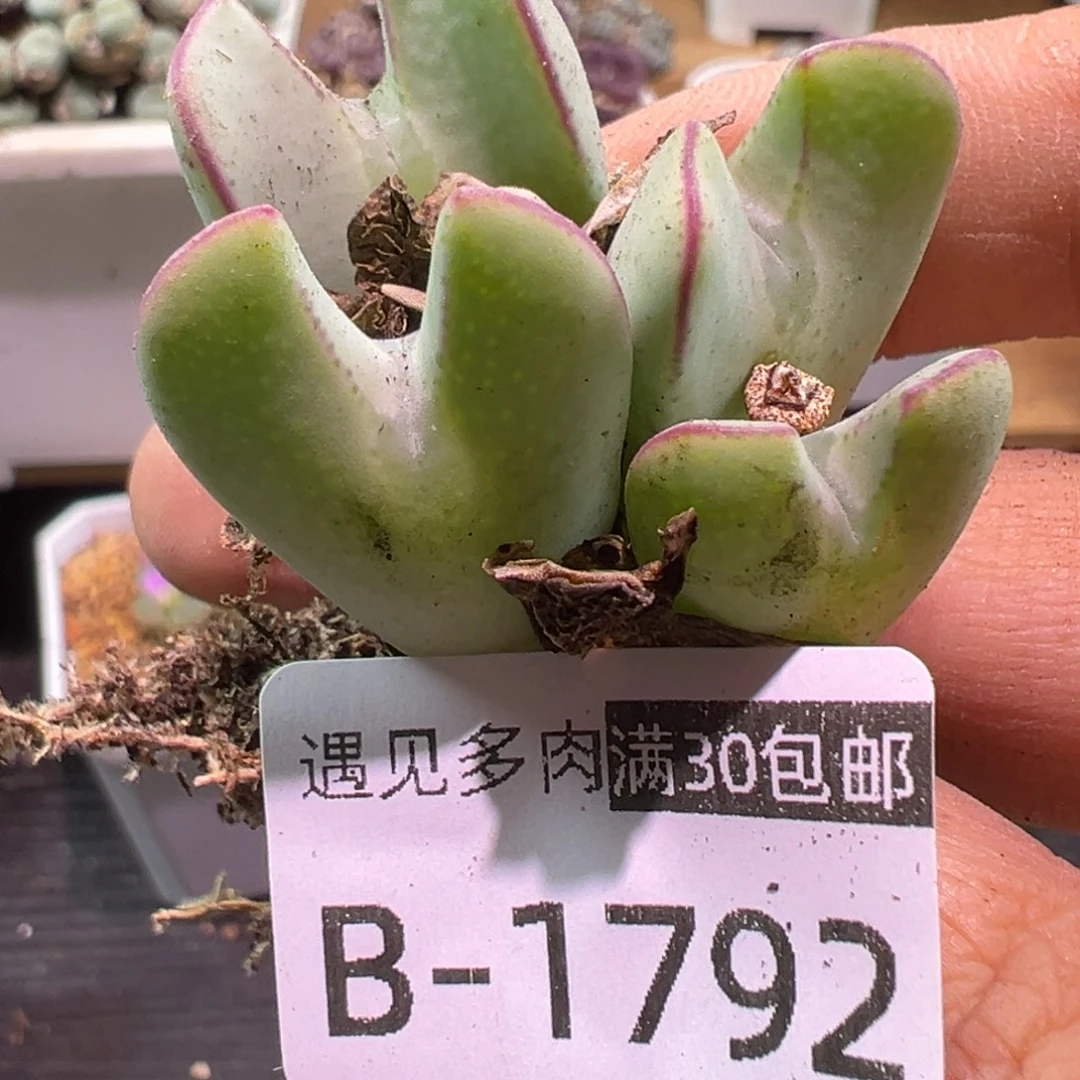 多肉植物111111111111