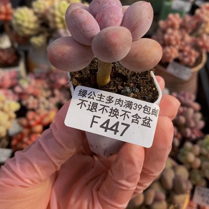 蛋黄奶单头447多肉植物