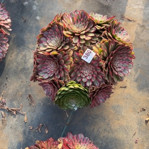 380玲珑朵朵多肉，