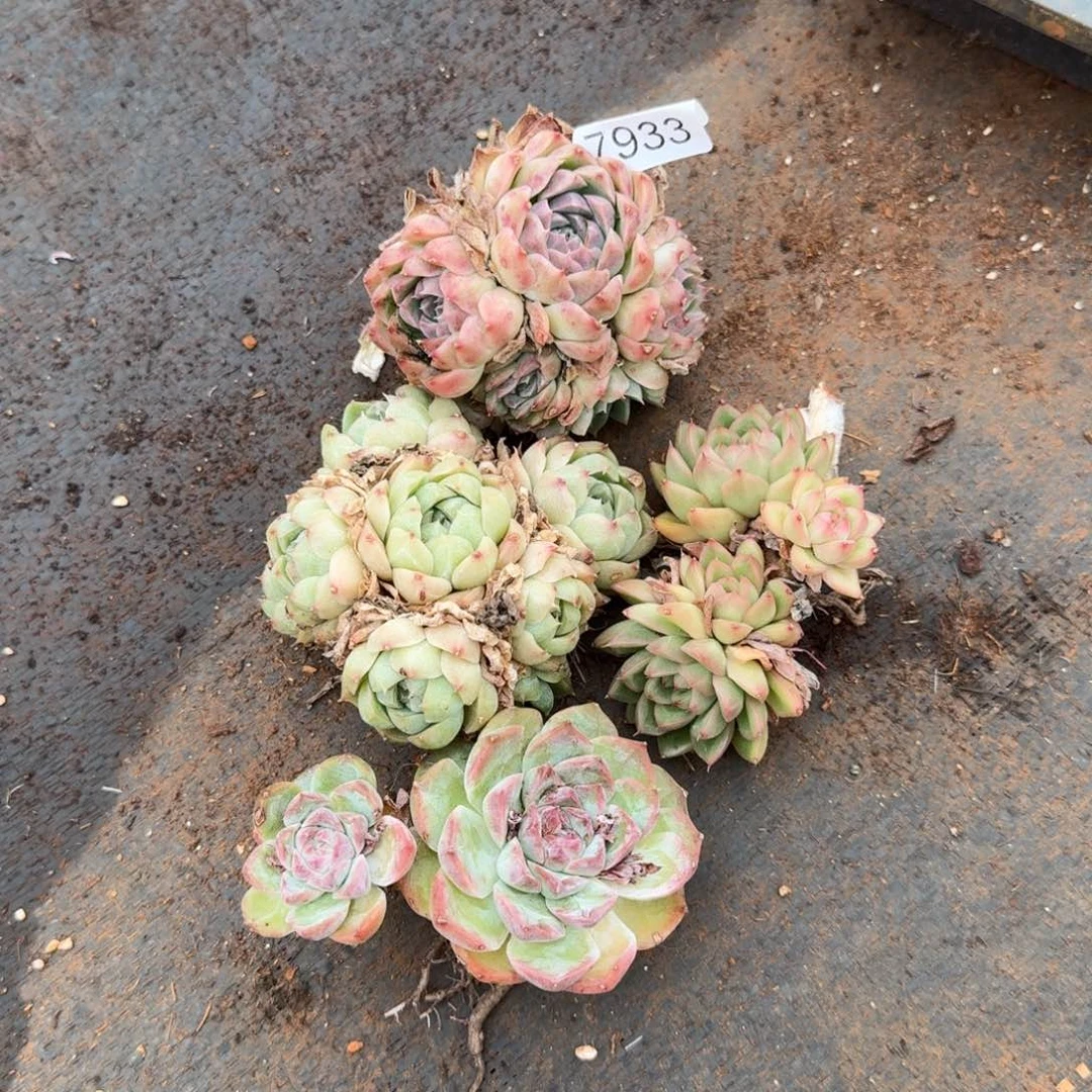 叮***57933杂交多肉植物基地4颗