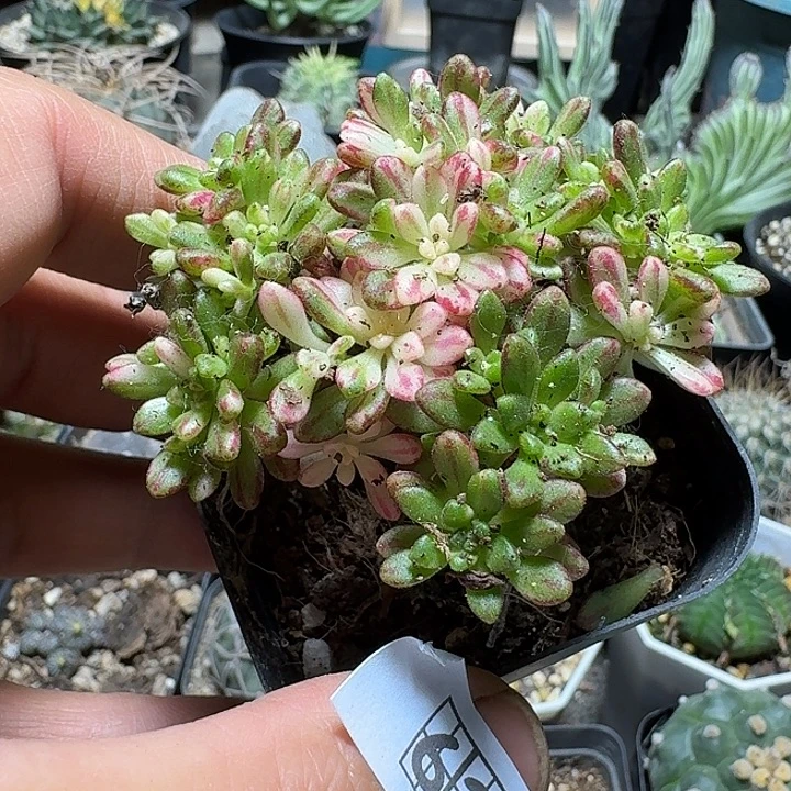 635丸叶小人祭锦带盆发货