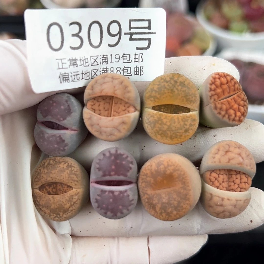 好养易活生石花大母本0309