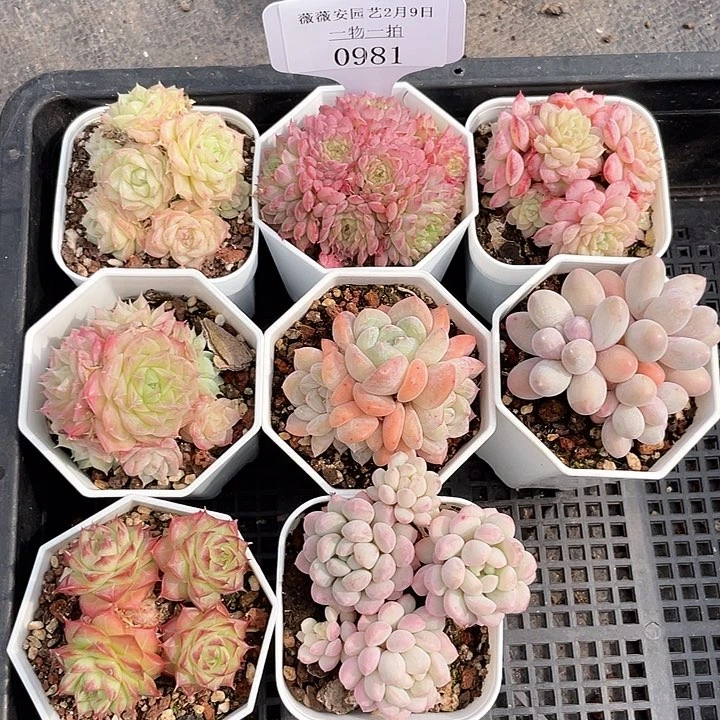 薇薇安园艺多肉0981