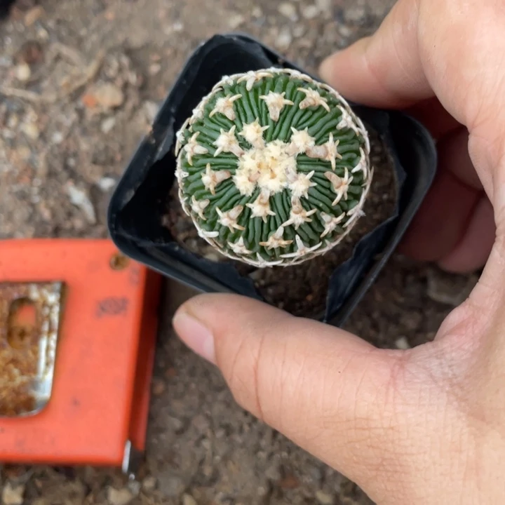西***熊实生太刀岚脱土发货