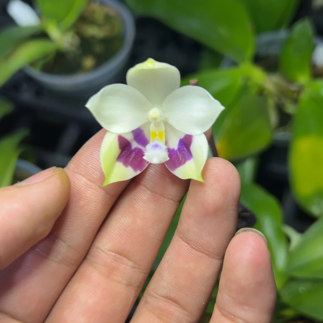 完全开放l691三寸ys1167