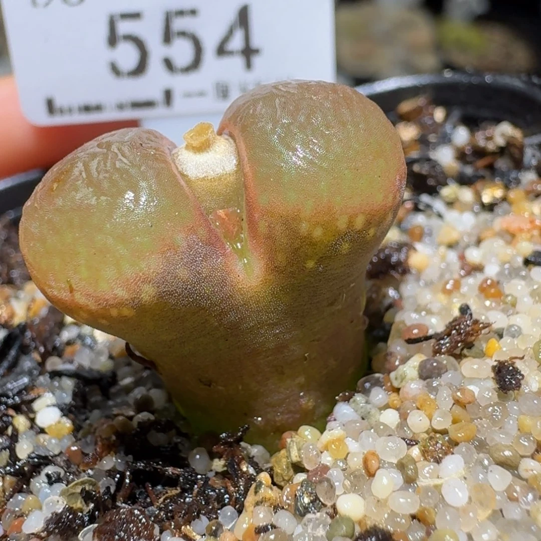 Sss清仓便宜出554