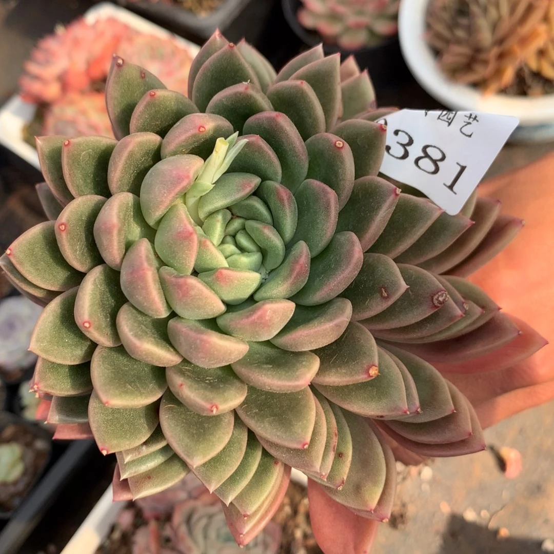 2381杂交精品基地11厘米