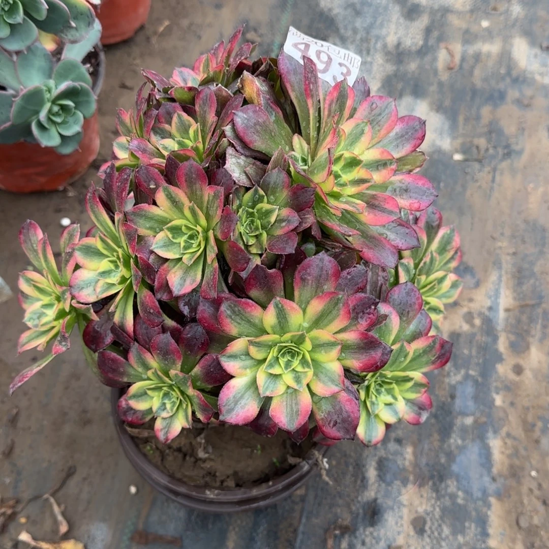 妖桩安娜493满20包邮断枝不包