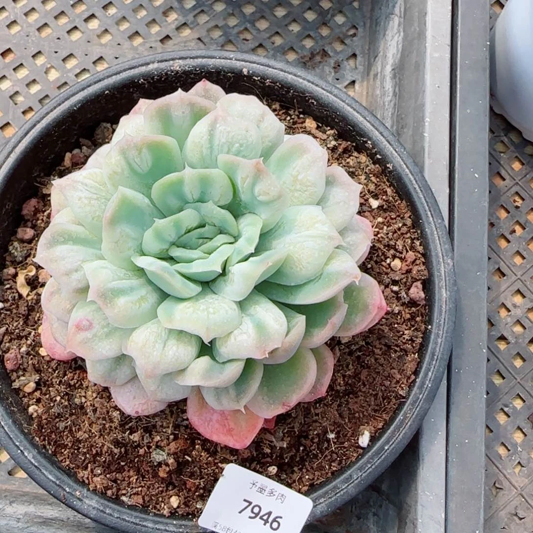 泡泡纱裙，7946多肉植物