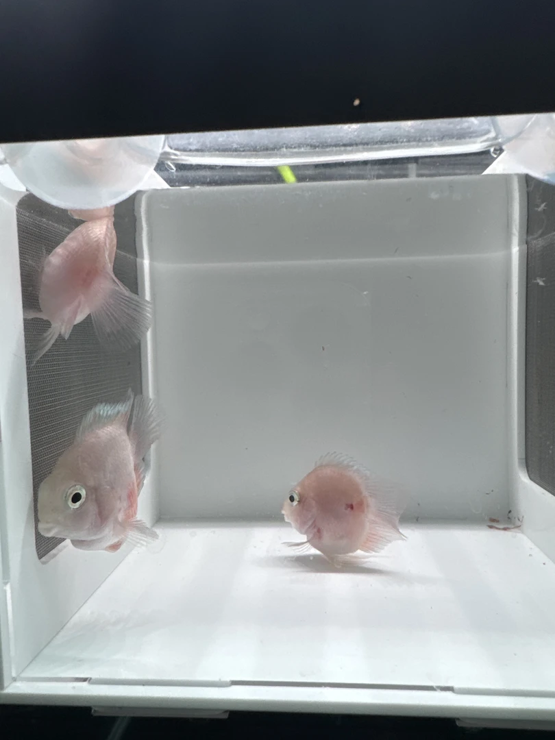 迷你鹦鹉鱼胭脂粉