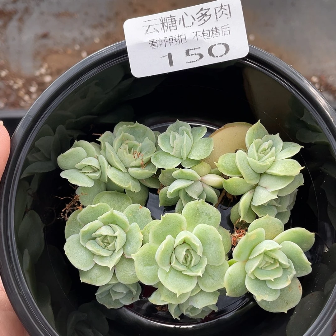 云糖心多肉植物150