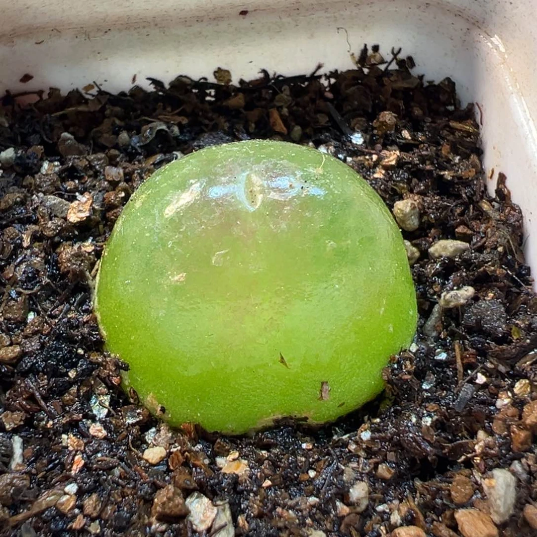 852多肉植物种类多样