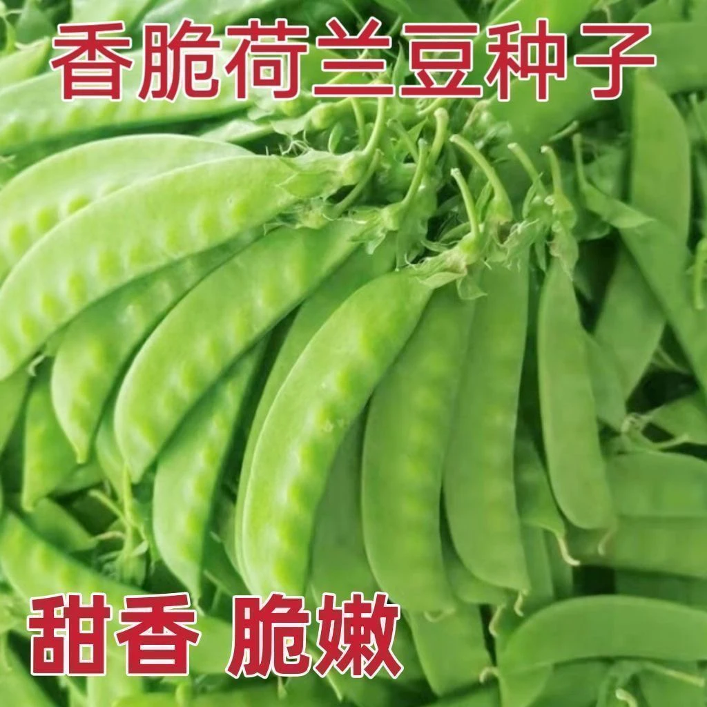 【全店满5包包邮】白花大荚荷兰豆种子豌豆尖种籽荷兰豆种籽蔬菜