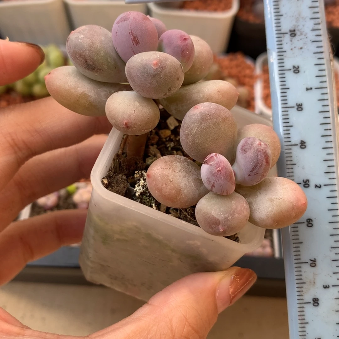 彩虹 小书肉奶酪多肉