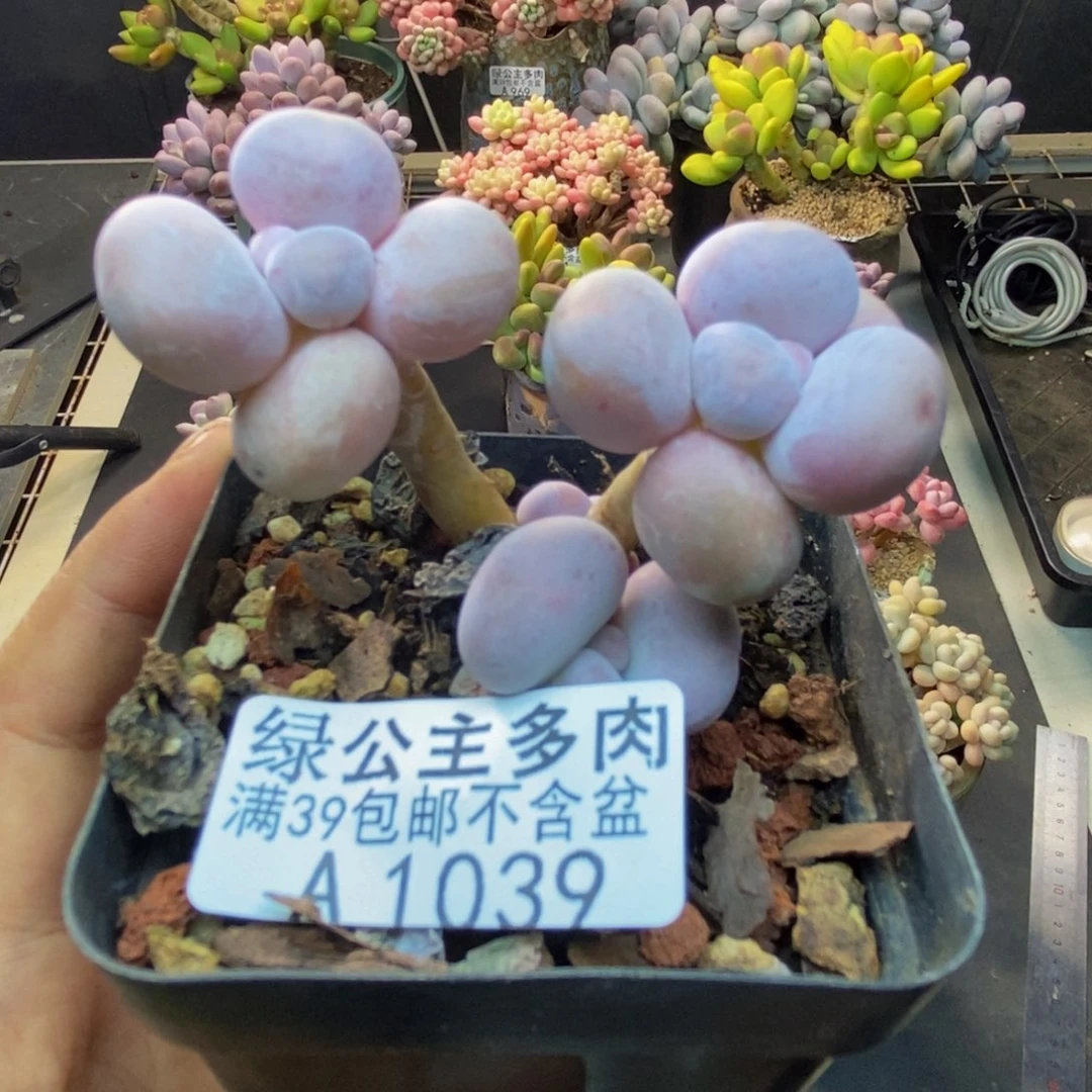 039橙奶多肉肉3c m