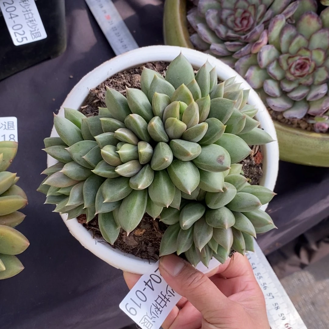 两单包邮1204-19象牙