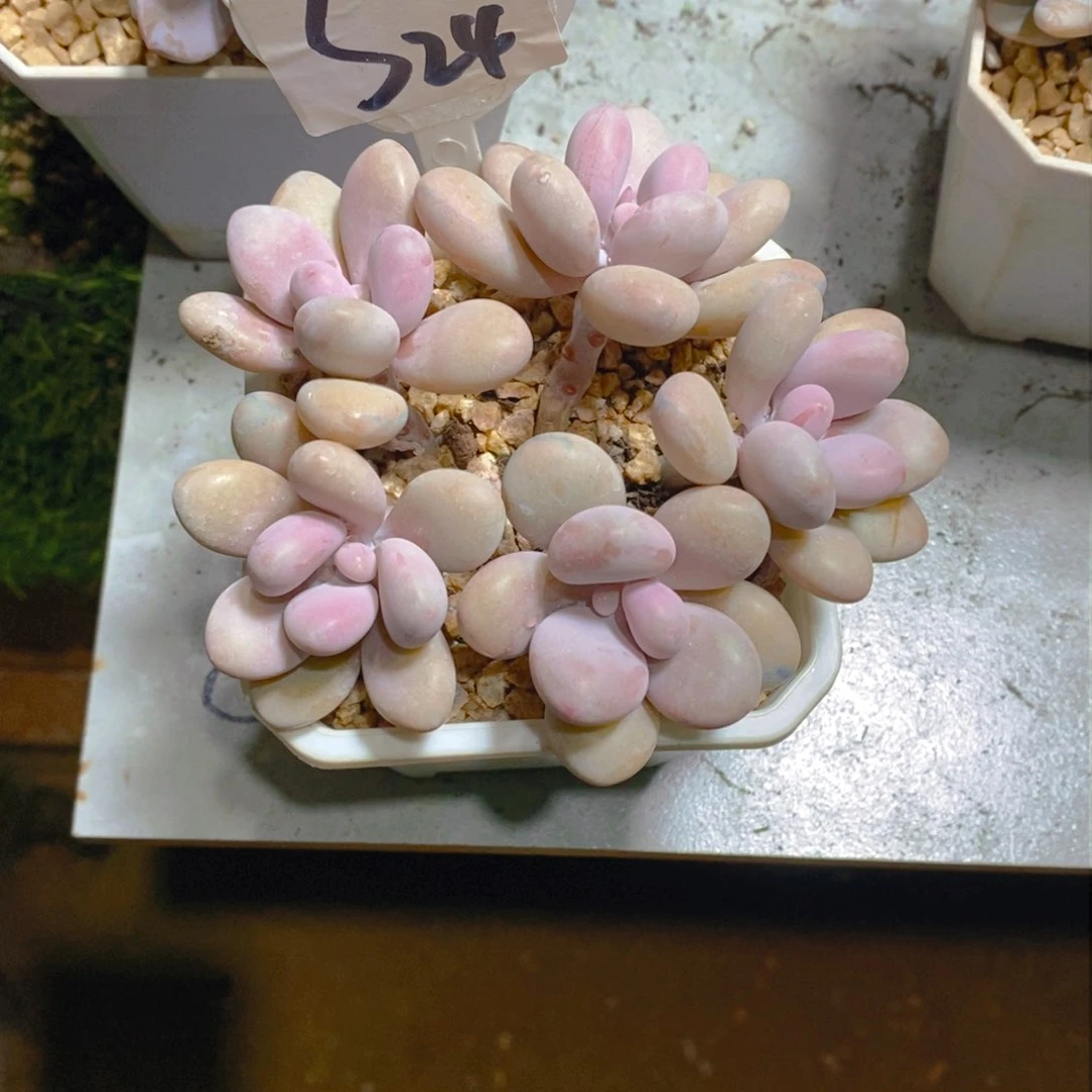 超****姐桃蛋群多肉植物