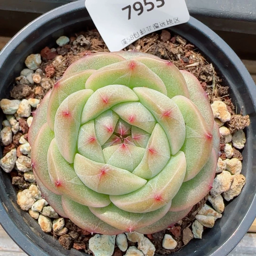 绿珍妮，7953多肉植物