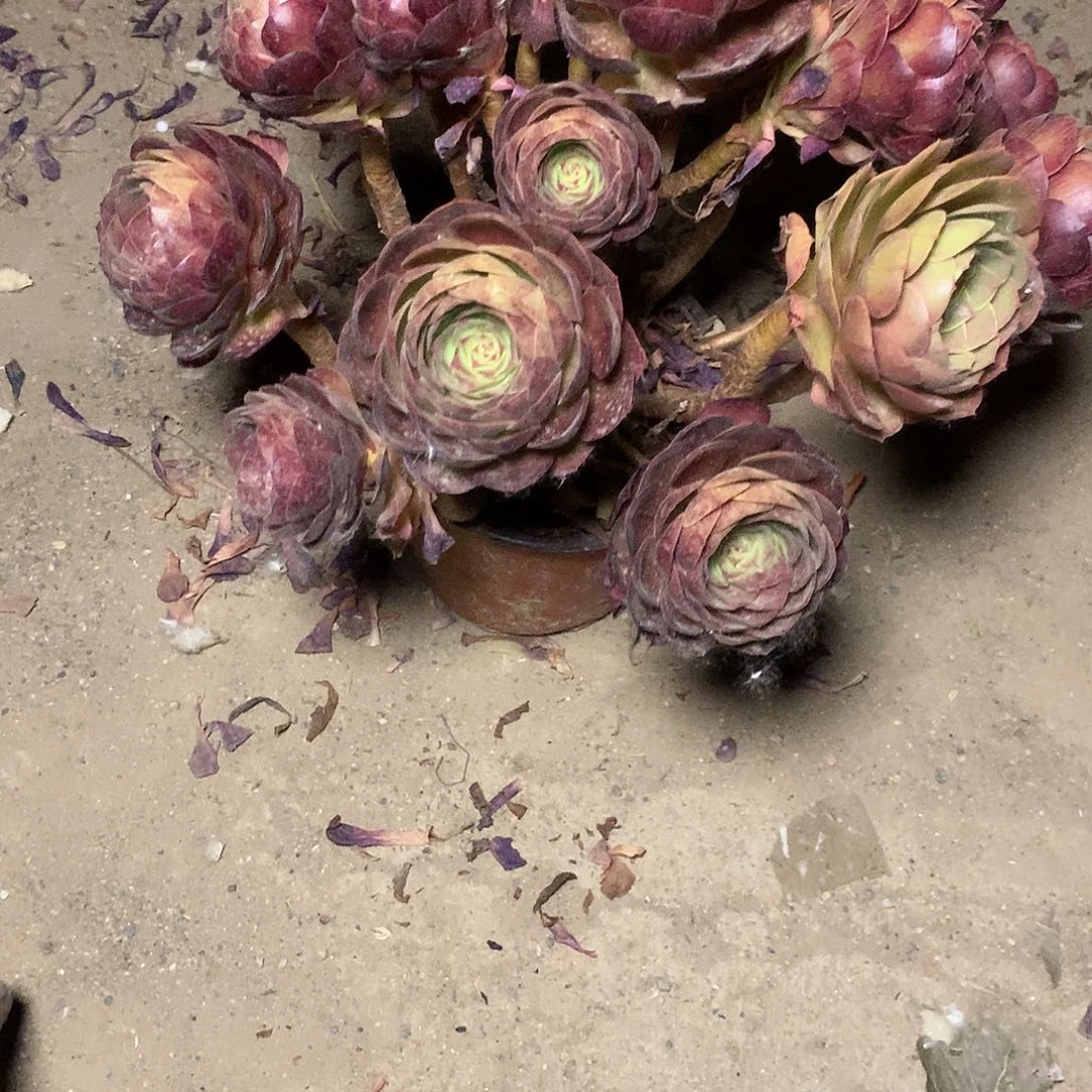 第**间多肉多肉多肉黑魔34