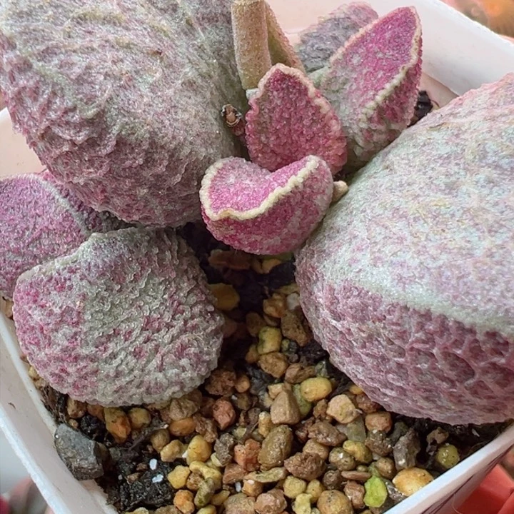 祭*✨可以的嘛哈我的手机号都