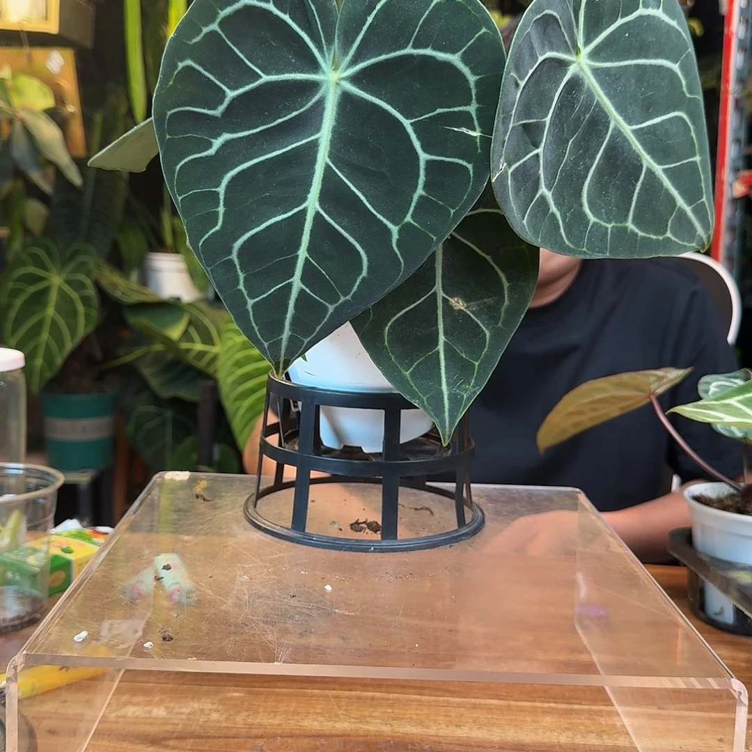 成***_无花朵一物一拍B953