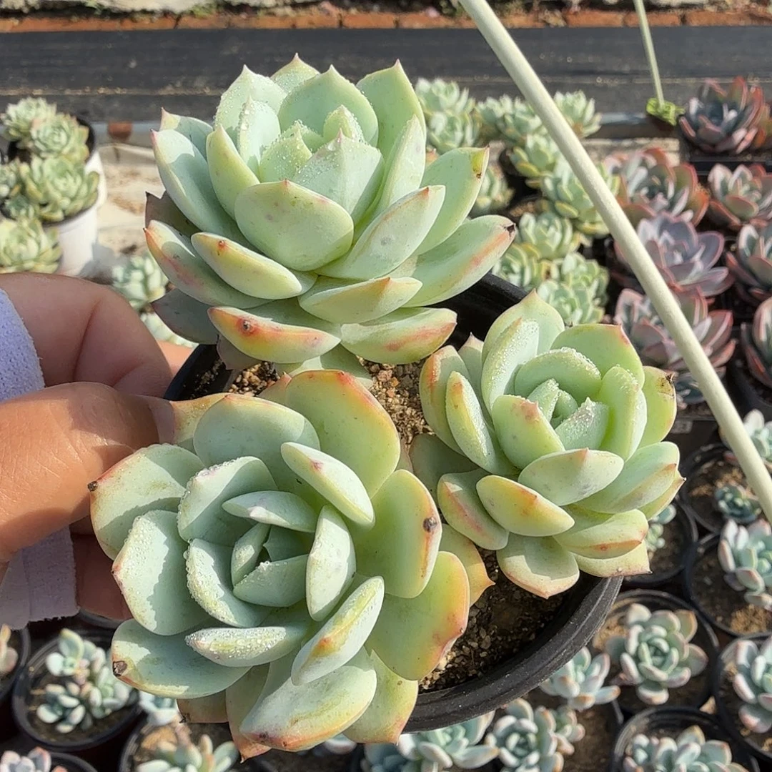 395十公分恋曲满20包邮