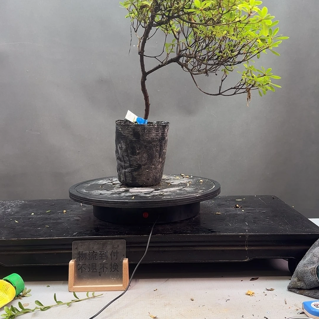 无花朵若会有花朵