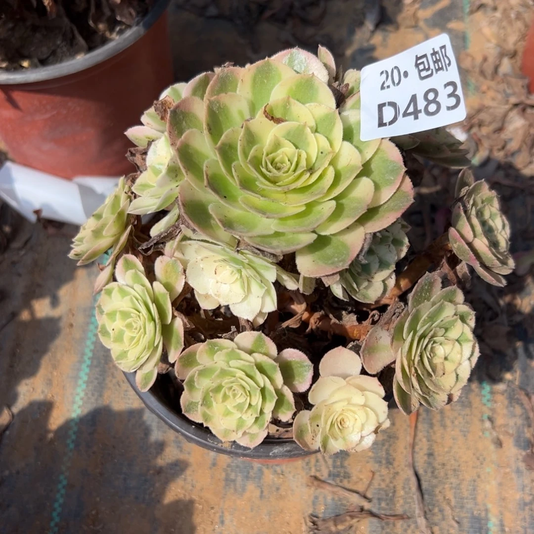 483倾城，多肉法师说