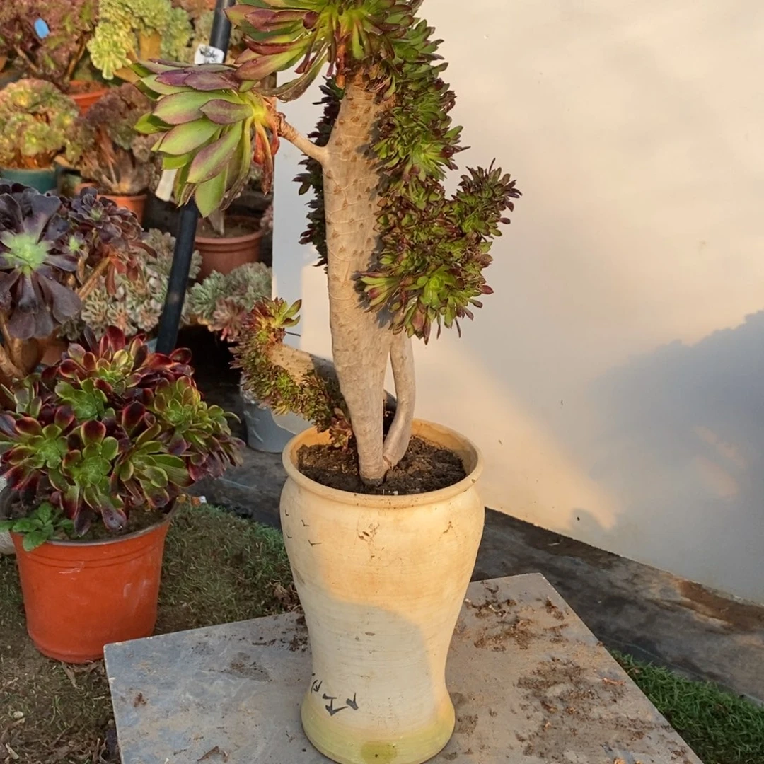 黑法师缀化1颗多肉1682号