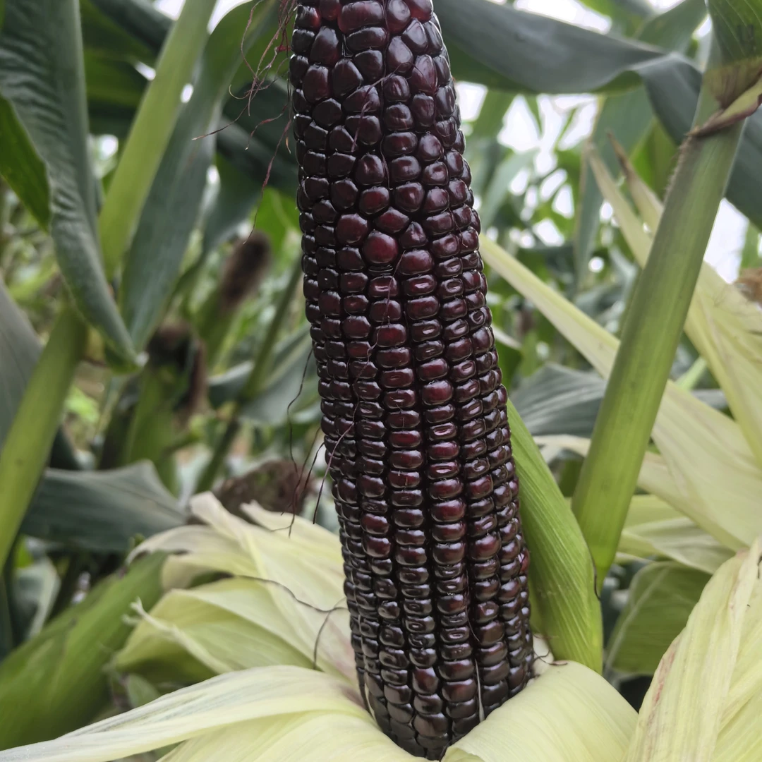 香甜黑甜糯玉米，带皮锁鲜包装，营养代餐粗粮2.5kg