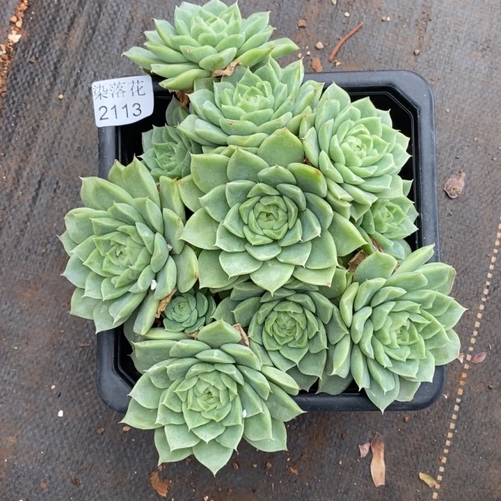 精品多肉植物2113