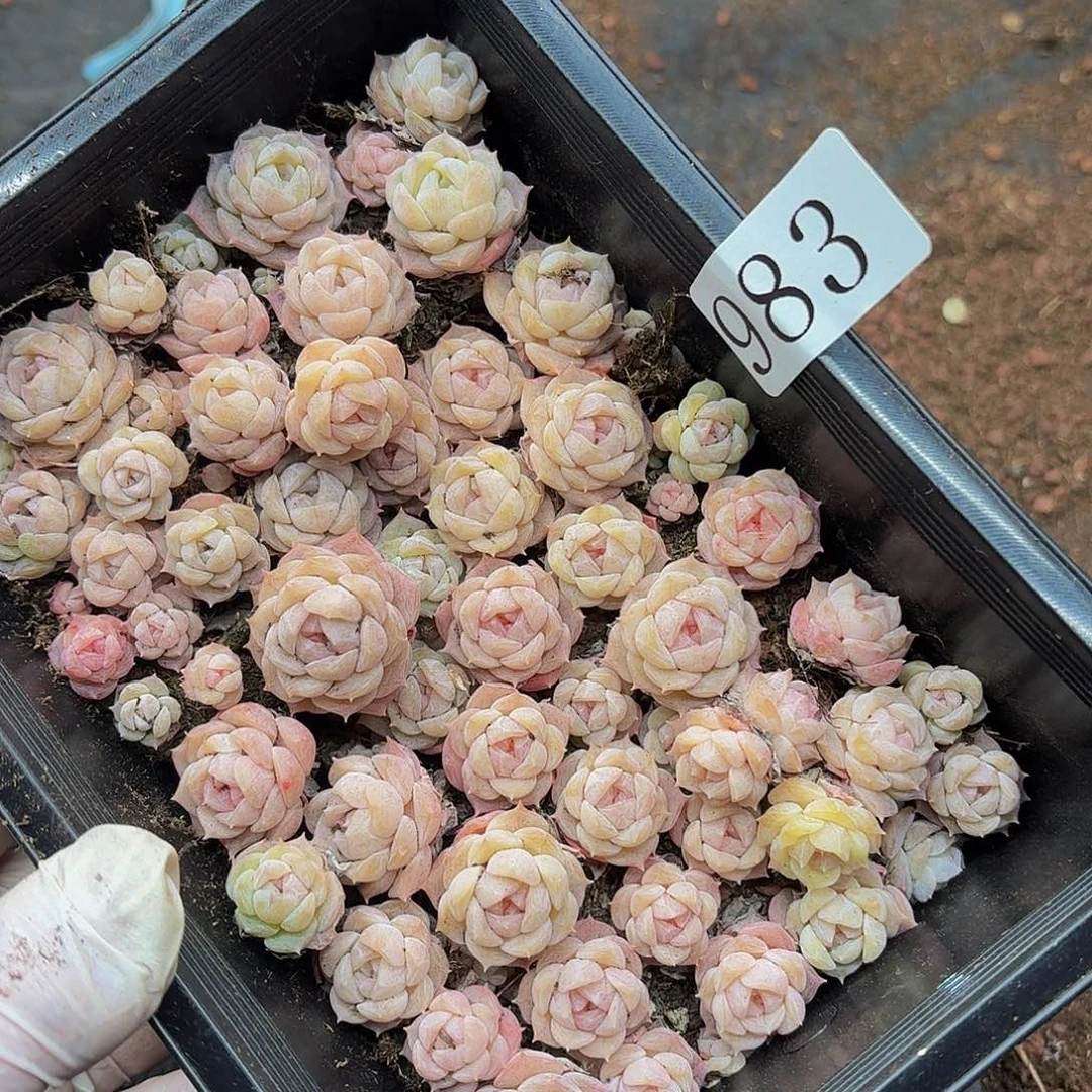 猫***人多肉植物多肉植物983