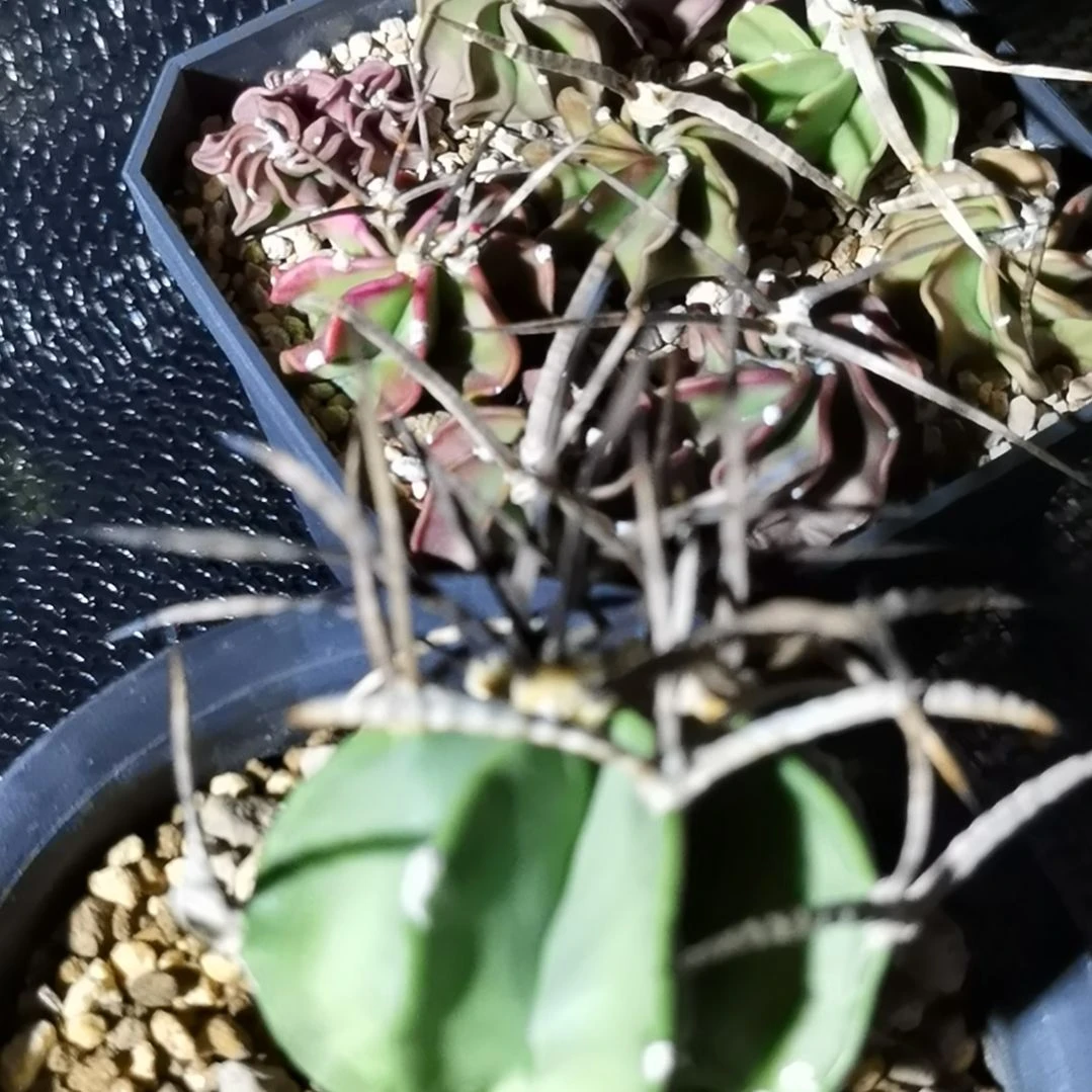 实生实生水牛角大凤玉