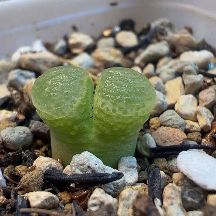 499多肉植物百科植物