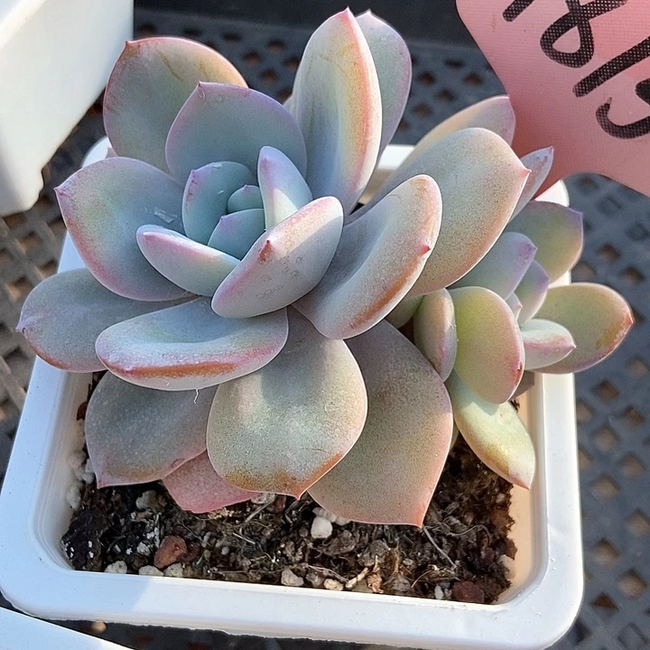 多肉植物韩版奶茶1815