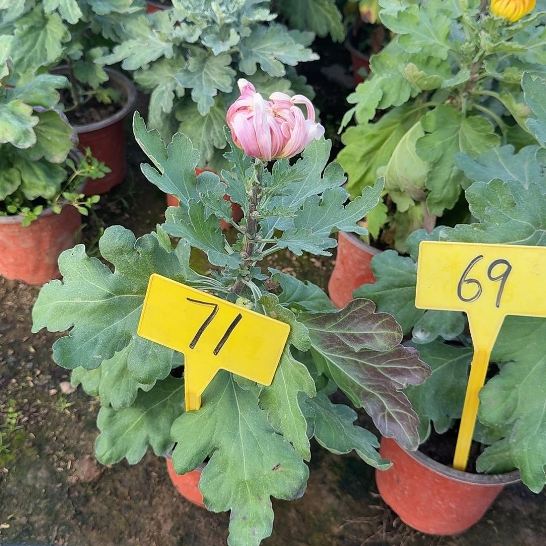 异***冰大部分花苞少量开放71无名粉