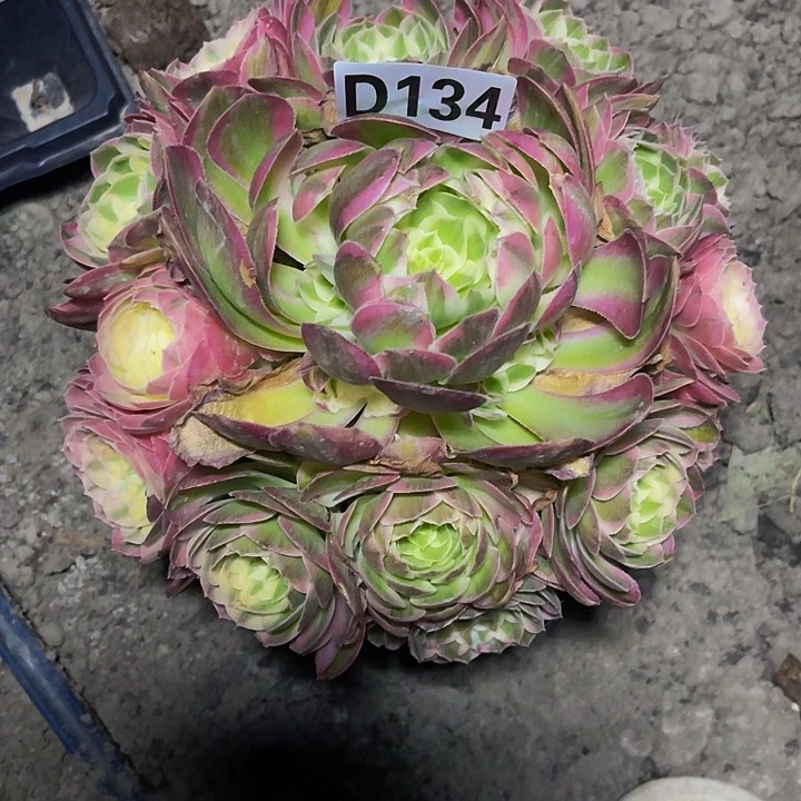 粉体海王26/—21包邮